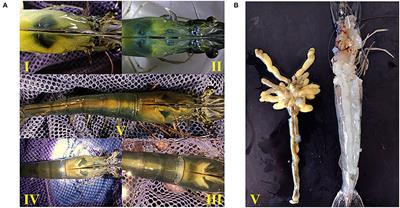 Effects and Mechanism of Different Phospholipid Diets on Ovary Development in Female Broodstock Pacific White Shrimp, Litopenaeus vannamei